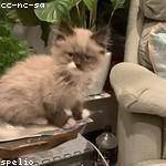 Kayley Hickle Profile Picture